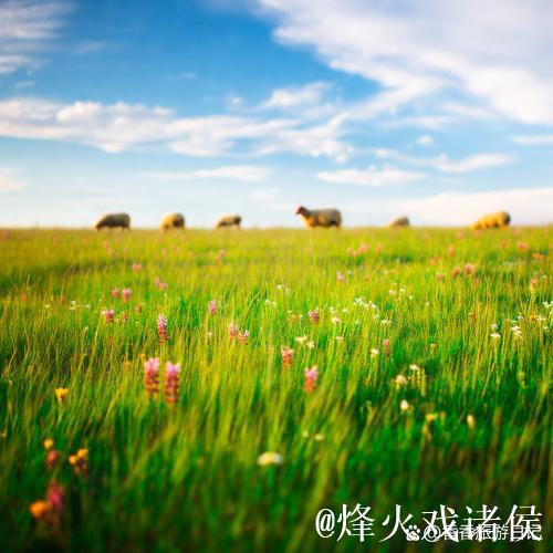 探索亚洲青青草原的广袤与神秘